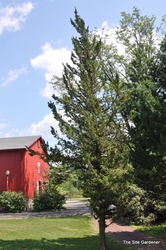 Juniperus chinensis 'Robusta Green' — photo 3